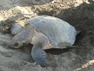 Apartamento de vacaciones en 100.00 (Puntarenas)Casa de vacaciones