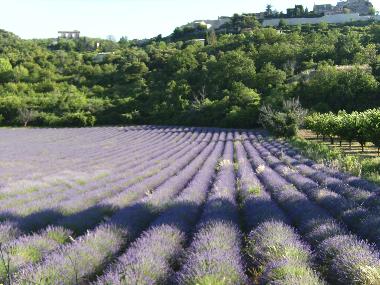 Casa de vacaciones en Gargas (Vaucluse)Casa de vacaciones
