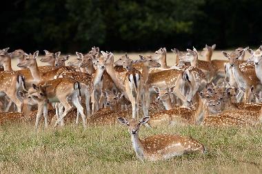 Casa de vacaciones en Hindolveston (East Anglia)Casa de vacaciones