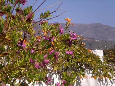 Apartamento de vacaciones en Almu�ecar (Granada)Casa de vacaciones