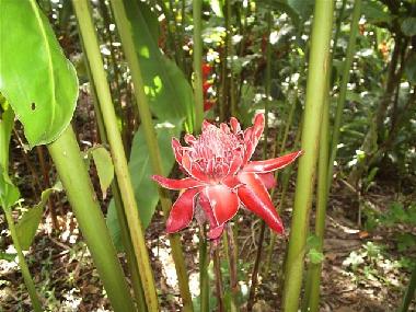 Casa de vacaciones en Rio de Janeiro (Rio de Janeiro)Casa de vacaciones