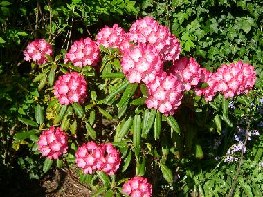 Apartamento de vacaciones en Graal-M�ritz (Mecklenburgische Ostseek�ste)Casa de vacaciones