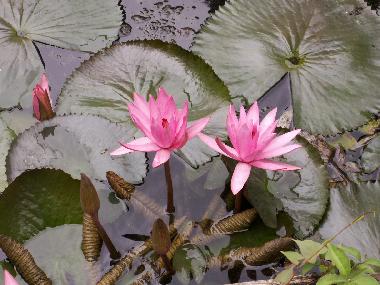 Hotel en Heviz (Veszprem)Casa de vacaciones