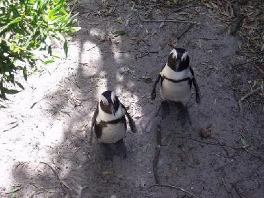 Apartamento de vacaciones en Green Point (Western Cape)Casa de vacaciones