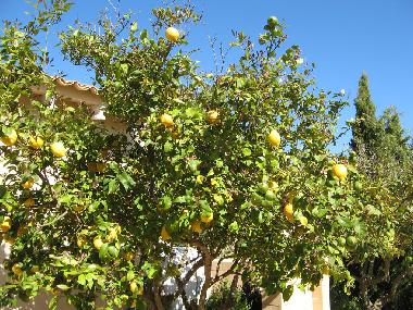 Casa de vacaciones en Llucmajor (Mallorca)Casa de vacaciones