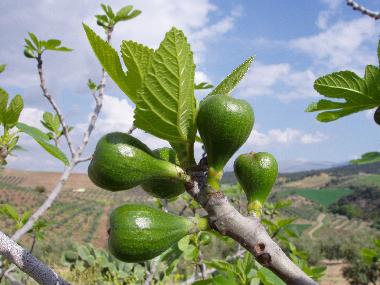 Casa de vacaciones en Villanueva de Tapia (Mlaga)Casa de vacaciones