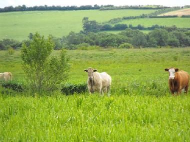 Casa de vacaciones en Lusmagh, Banagher (Offaly)Casa de vacaciones