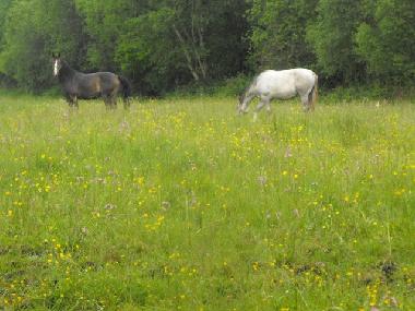 Casa de vacaciones en Lusmagh, Banagher (Offaly)Casa de vacaciones