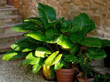 Apartamento de vacaciones en Montevarchi (Arezzo)Casa de vacaciones