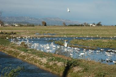 Apartamento de vacaciones en L'Ampolla (Tarragona)Casa de vacaciones