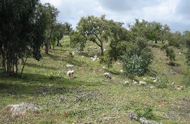 Apartamento de vacaciones en Grndola (Alentejo Litoral)Casa de vacaciones