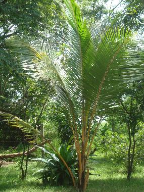 Casa de vacaciones en Embilipitiya (Ratnapura)Casa de vacaciones