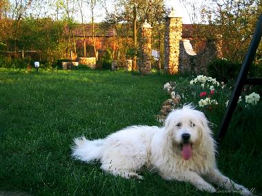 Hotel en HARAU (Hunedoara)Casa de vacaciones