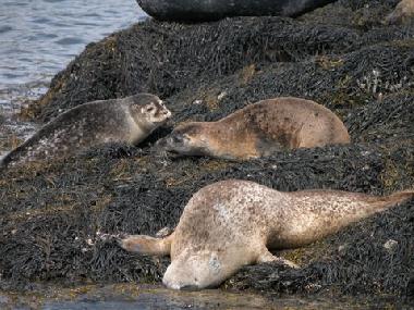 Casa de vacaciones en Lauragh (Kerry)Casa de vacaciones