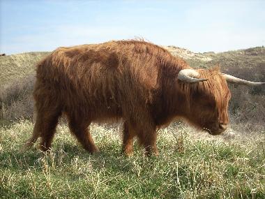 Casa de vacaciones en Egmond aan Zee (Noord-Holland)Casa de vacaciones