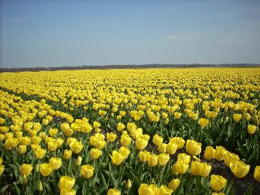 Casa de vacaciones en Egmond aan Zee (Noord-Holland)Casa de vacaciones
