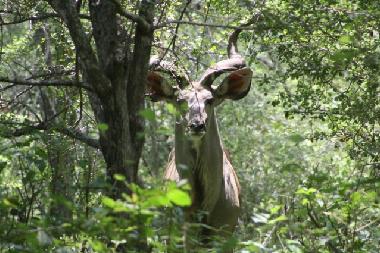Casa de vacaciones en Marloth park (Mpumalanga)Casa de vacaciones