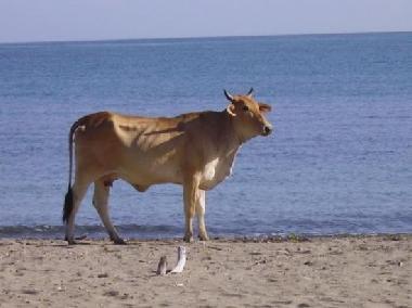 Casa de vacaciones en VILLA MAGANTE (Espaillat)Casa de vacaciones