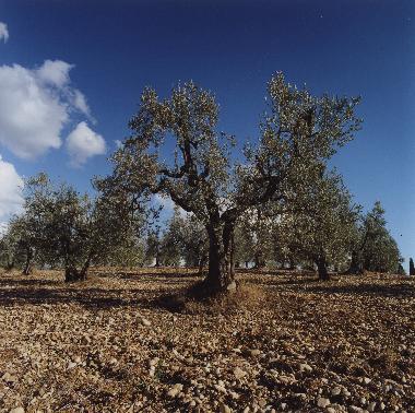 Apartamento de vacaciones en San Pancrazio (Firenze)Casa de vacaciones