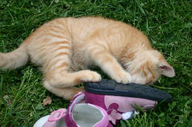 Apartamento de vacaciones en San Pancrazio (Firenze)Casa de vacaciones