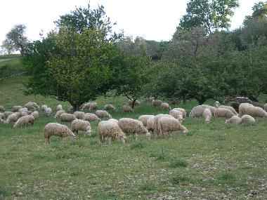 Apartamento de vacaciones en San Pancrazio (Firenze)Casa de vacaciones