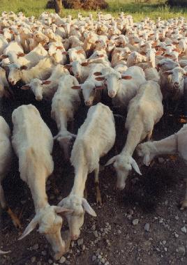 Casa de vacaciones en San Pancrazio (Firenze)Casa de vacaciones