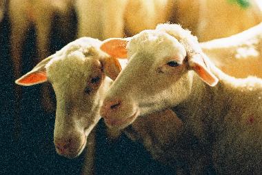 Apartamento de vacaciones en San Pancrazio  (Firenze)Casa de vacaciones