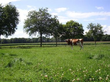 Casa de vacaciones en Winterswijk-Woold (Gelderland)Casa de vacaciones
