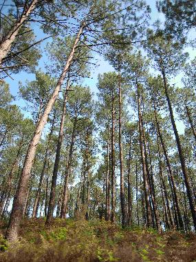 Casa de vacaciones en Saint Barth�lemy (Landes)Casa de vacaciones