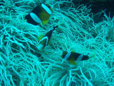 Casa de vacaciones en Tulamben (Bali)Casa de vacaciones