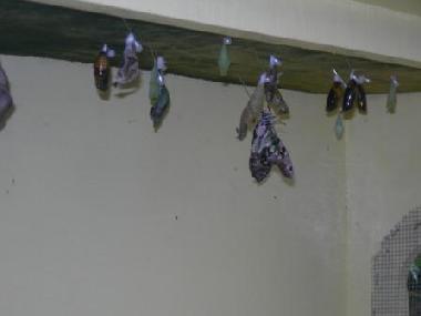 Apartamento de vacaciones en Oranjestad (Aruba)Casa de vacaciones