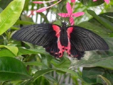 Apartamento de vacaciones en Oranjestad (Aruba)Casa de vacaciones