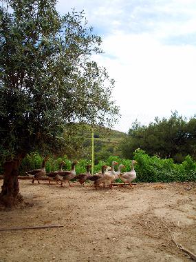 Casa de vacaciones en Syros (Kyklades)Casa de vacaciones