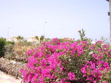 Apartamento de vacaciones en El Ahiaa (Al Bahr al Ahmar)Casa de vacaciones