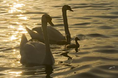 Apartamento de vacaciones en Seeboden am Millstttersee (Oberkrnten)Casa de vacaciones