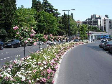 Rosas en Portoroz