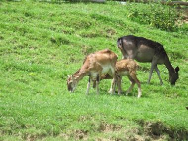 Apartamento de vacaciones en Klake (Kozje)Casa de vacaciones