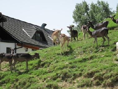 Apartamento de vacaciones en Klake (Kozje)Casa de vacaciones