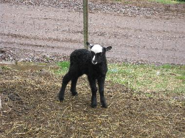 Apartamento de vacaciones en Oberharmersbach (Schwarzwald)Casa de vacaciones