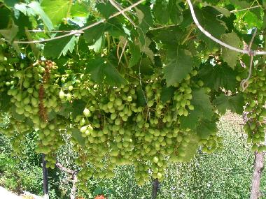 Chalet en La Campaneta (Murcia)Casa de vacaciones