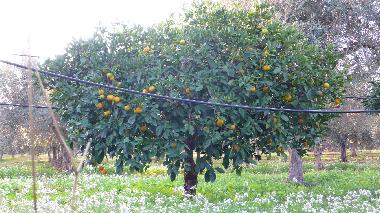 Casa de vacaciones en Trapani (Rilievo) (Trapani)Casa de vacaciones