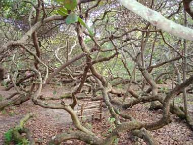 Casa de vacaciones en Pirangi do Norte (Rio Grande do Norte)Casa de vacaciones