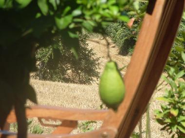 Casa de vacaciones en Scansano (Grosseto)Casa de vacaciones