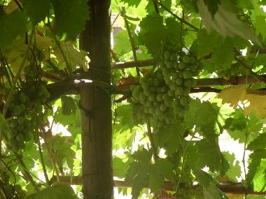 Casa de vacaciones en Scansano (Grosseto)Casa de vacaciones