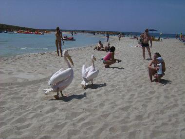 Apartamento de vacaciones en Ayia Napa (Famagusta)Casa de vacaciones