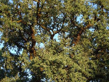 Casa de vacaciones en Ftima (Pinhal Litoral)Casa de vacaciones