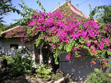 Hotel en Lovina (Bali)Casa de vacaciones