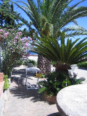 TRA LE PALME