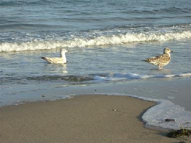 Apartamento de vacaciones en Baabe (Ostsee-Inseln)Casa de vacaciones