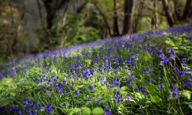 Apartamento de vacaciones en Woolacombe (South West)Casa de vacaciones